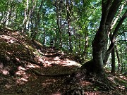 07 Sul sentiero 501 in bosco di prevalente faggeta